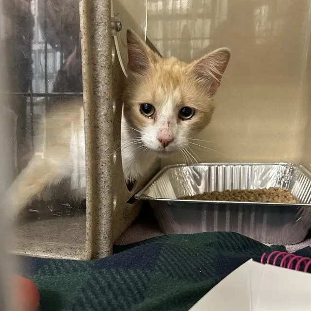 An adult medium-sized male Domestic Long Hair cat named Grumpy Gills for adoption in Lincolnton, NC