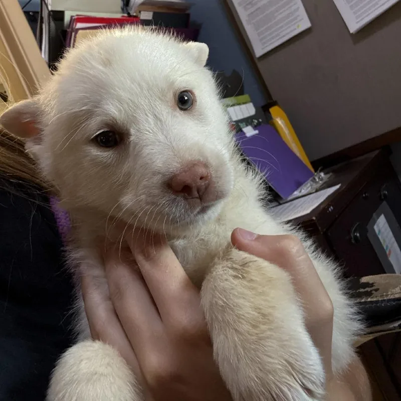 A baby medium-sized female White / Cream Collie dog named Isabella for adoption in Casa Grande, AZ