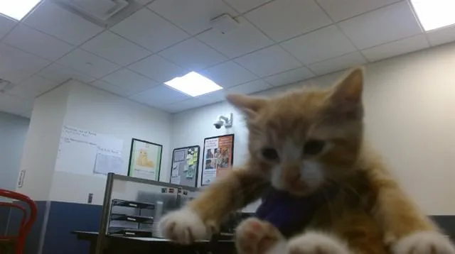 A baby small-sized male Domestic Short Hair cat named Gibson for adoption in Miami, FL