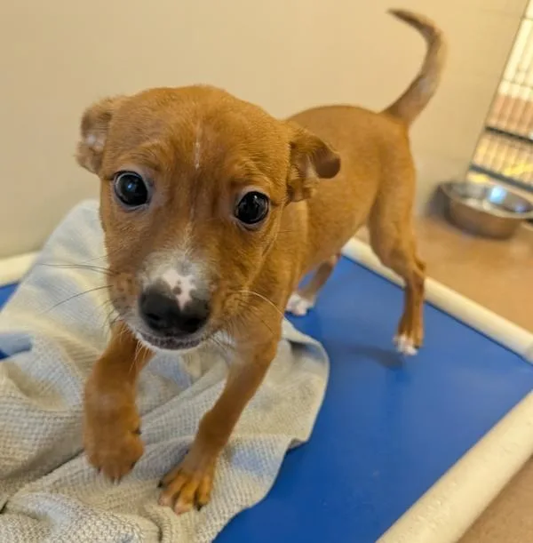 A baby small-sized male Chihuahua dog named Fondue for adoption in Santa Rosa, CA