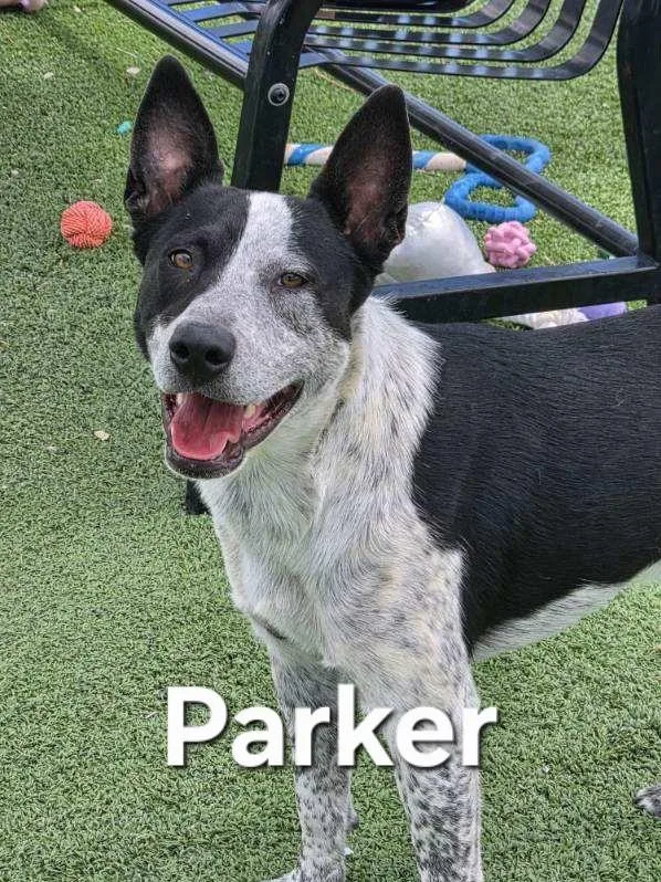 Parker thumbnail 3