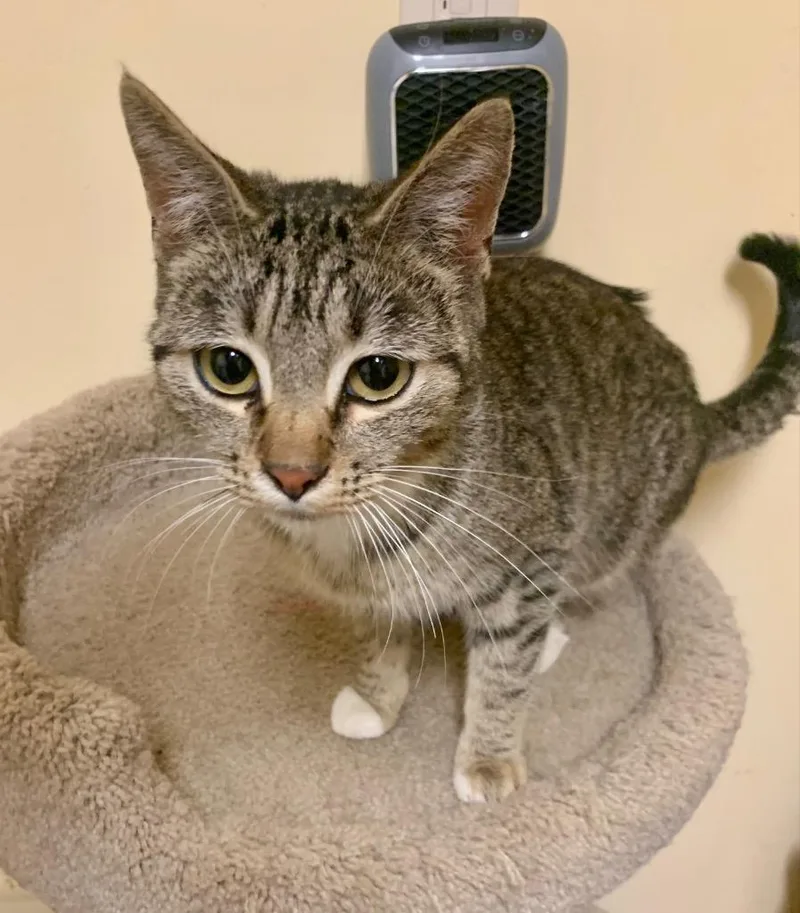 A baby medium-sized female Domestic Short Hair cat named Jenny for adoption in Thayne, WY