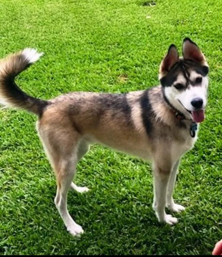 A young large-sized male Sable Siberian Husky dog named Sammie for adoption in Baytown, TX