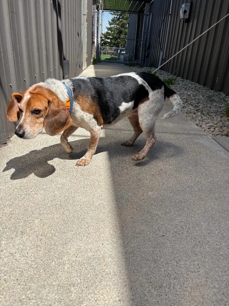 An adult medium-sized female Beagle dog named Yukki for adoption in Findlay, OH