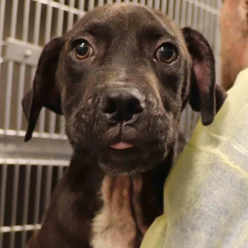A baby small-sized male Mixed Breed dog named Brutus for adoption in Port Washington, NY