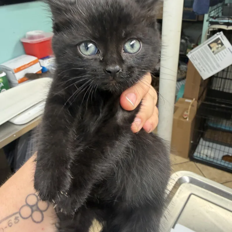 A baby medium-sized female Black Domestic Short Hair cat named Jemma for adoption in Hudson, NY