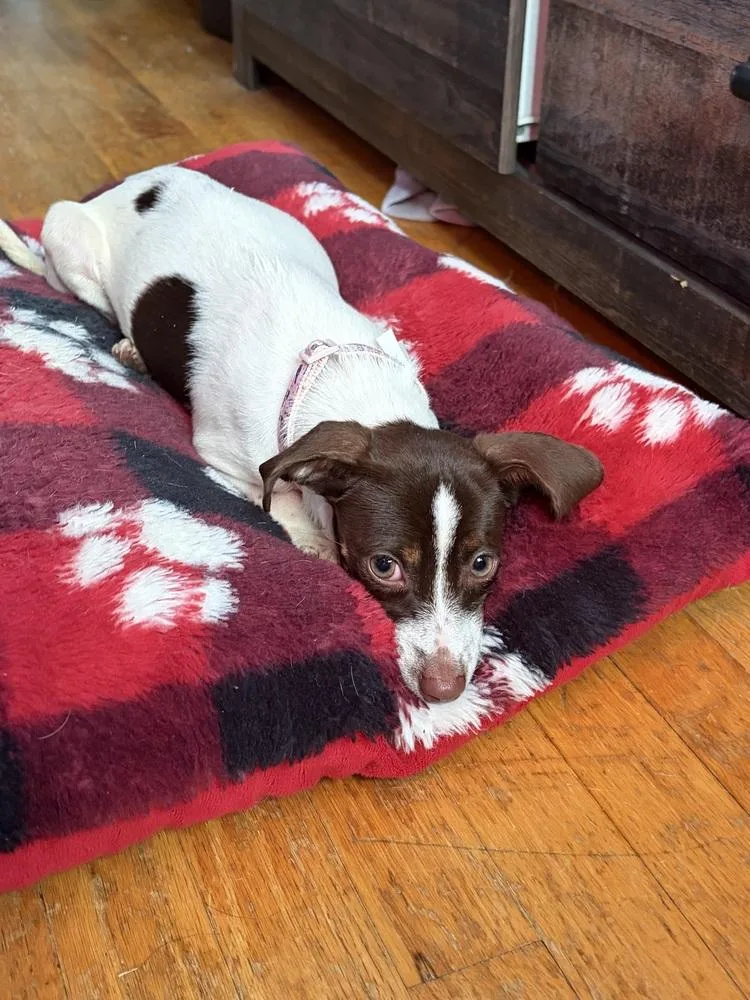 A baby small-sized female Tricolor (Brown, Black, & White) Terrier dog named Pepper for adoption in Plymouth, MI
