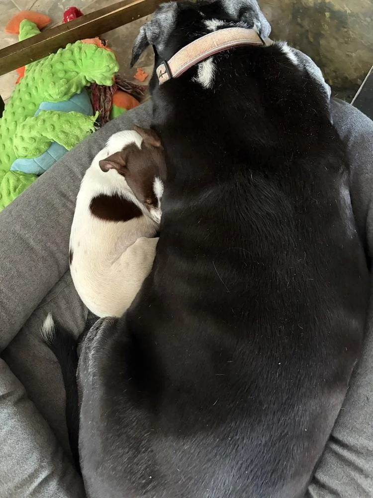 Pepper thumbnail 2