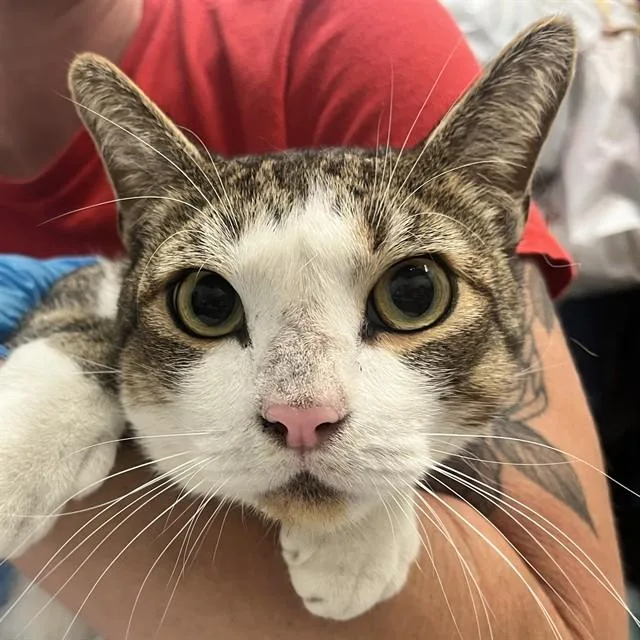 An adult small-sized male Domestic Short Hair cat named Milo for adoption in Alameda, CA
