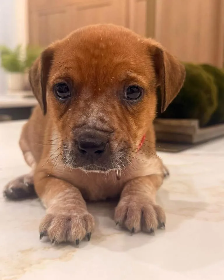 A baby medium-sized male Brown / Chocolate Terrier dog named Percy for adoption in Mount Juliet, TN