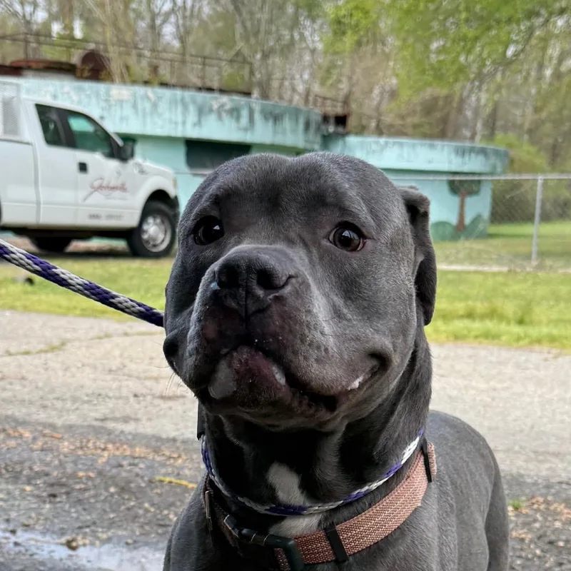 A young large-sized male Gray / Blue / Silver American Bulldog dog named Ozzie for adoption in Jacksonville, AR