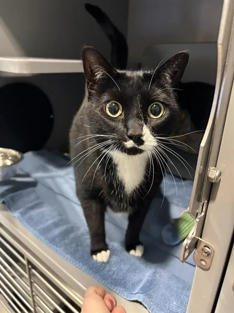 An adult medium-sized female Domestic Short Hair cat named Spork for adoption in Leesburg, VA