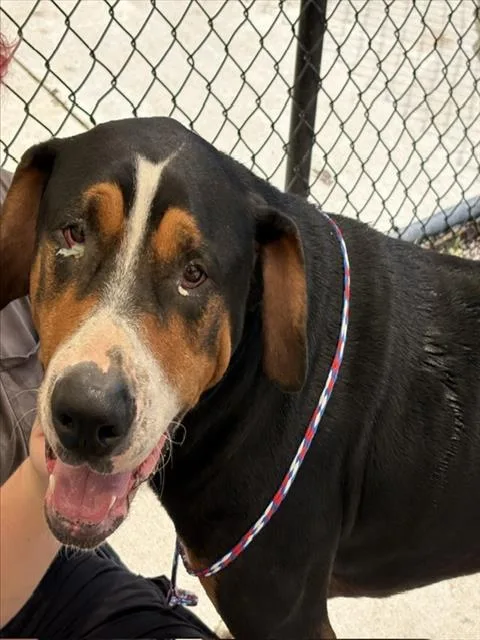 A young extra large-sized male Greater Swiss Mountain Dog dog named Abner for adoption in Tulsa, OK