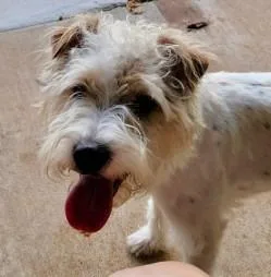 A young small-sized male Schnauzer dog named Spud for adoption in West Bloomfield, MI