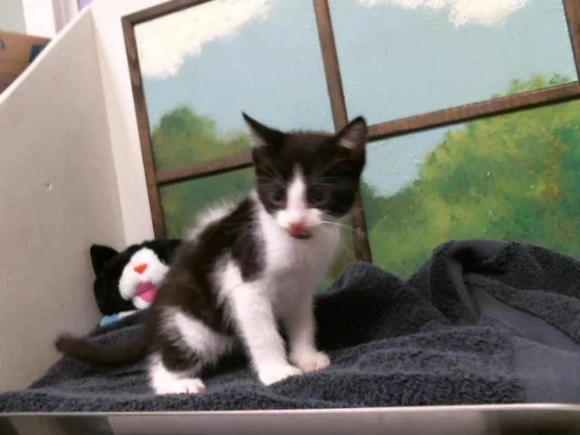 A baby small-sized male Domestic Short Hair cat named Saffron for adoption in Houston, TX