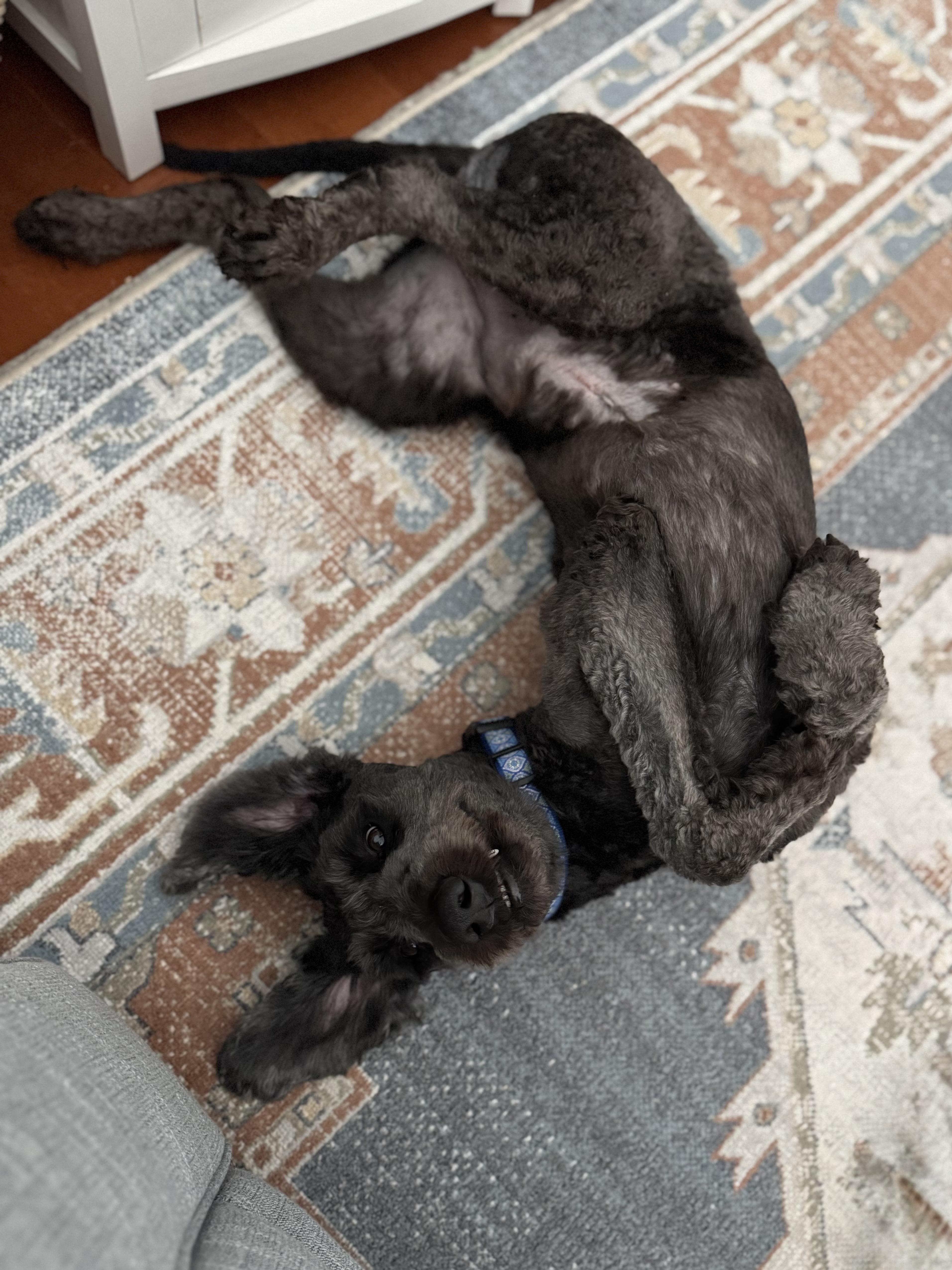 An adult medium-sized male Labradoodle dog named Jerry McGuire for adoption in Murphysboro, IL
