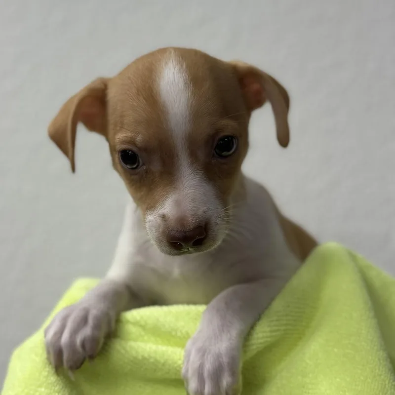 A baby small-sized female Yellow / Tan / Blond / Fawn Chihuahua dog named Wanderer for adoption in Bullhead City, AZ