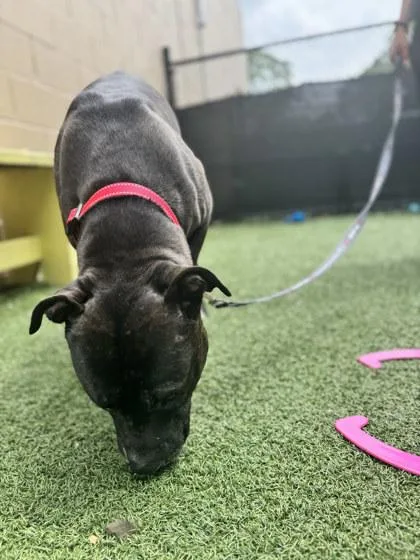 An adult medium-sized male Mixed Breed dog named Lockett for adoption in West Chester, PA