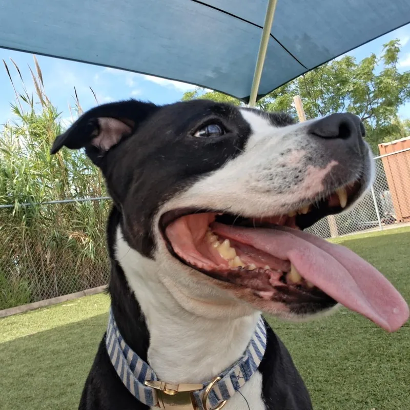A senior medium-sized female Black Mixed Breed dog named Luna for adoption in Galveston, TX