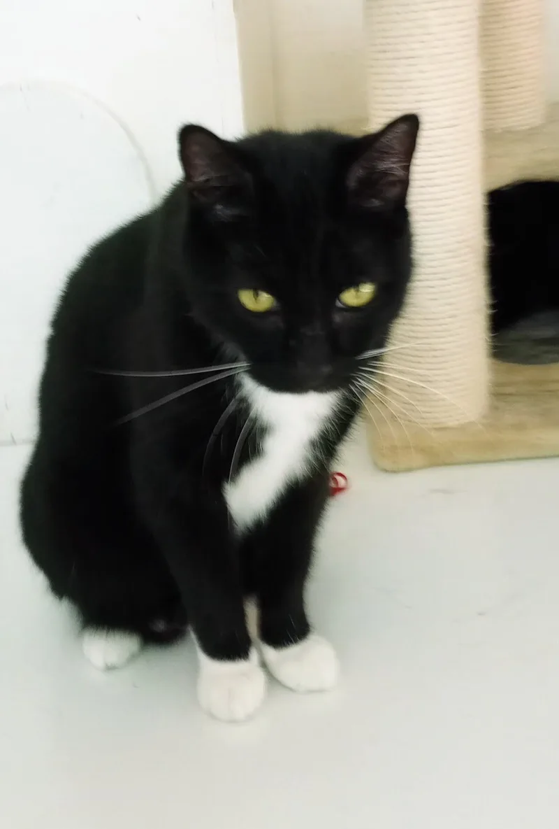 An adult medium-sized male Black & White / Tuxedo Domestic Short Hair cat named Sylvester for adoption in Lompoc, CA