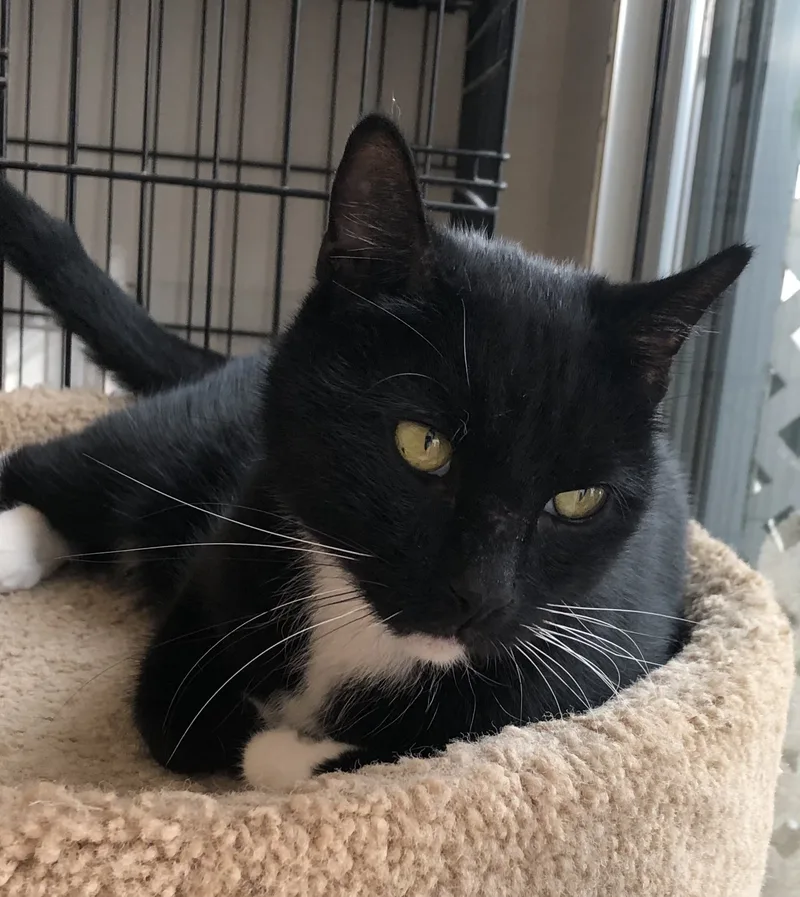 Sylvester thumbnail 2