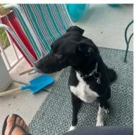 An adult medium-sized female Mixed Breed dog named Summer for adoption in West Chester, PA