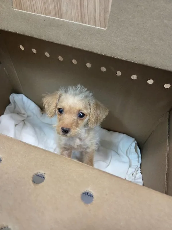 A baby small-sized female Terrier dog named Polly for adoption in Kennewick, WA