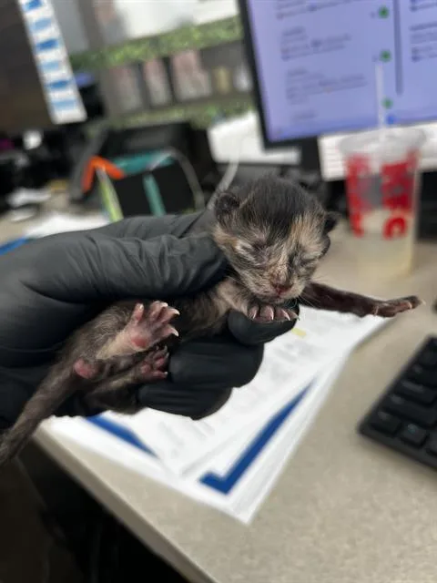 A baby medium-sized female Domestic Medium Hair cat named Deb for adoption in Dallas, TX