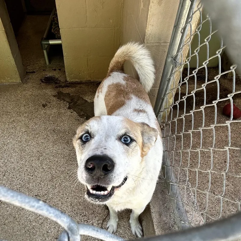 An adult medium-sized female White / Cream Australian Shepherd dog named Indie for adoption in Newport, NC