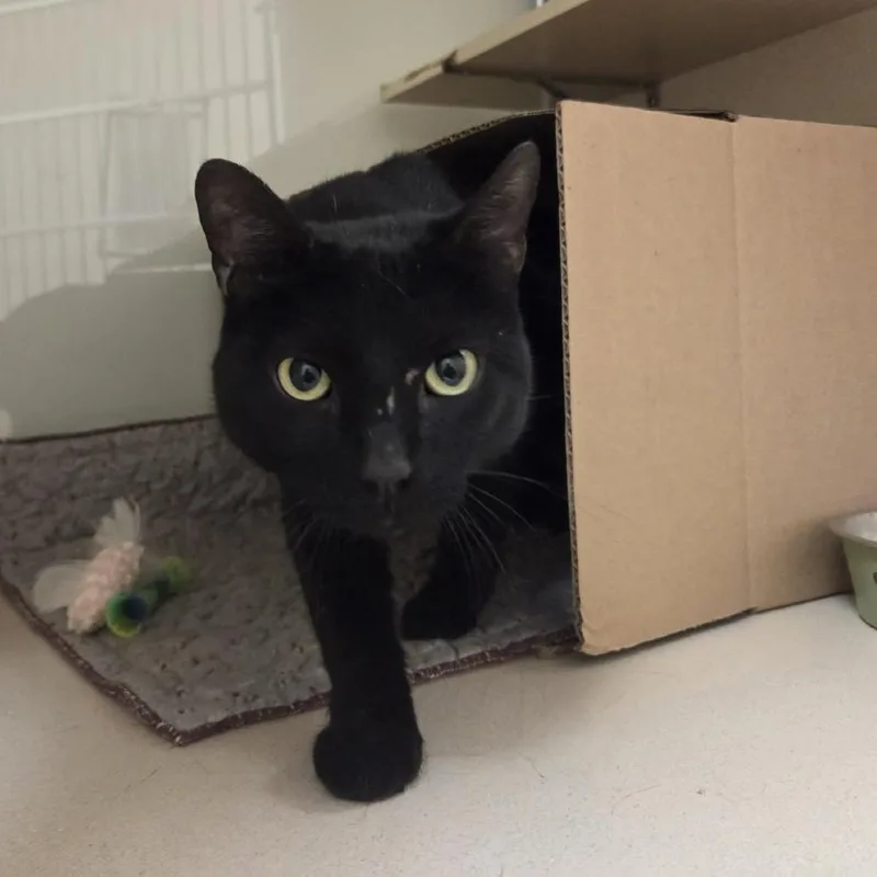 A young medium-sized male Black Domestic Short Hair cat named Zachary for adoption in Ballston Spa, NY