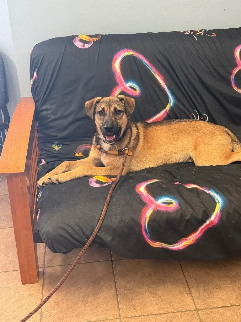 A baby medium-sized male German Shepherd Dog dog named Unknown LaRue Mt Victory for adoption in Marion, OH
