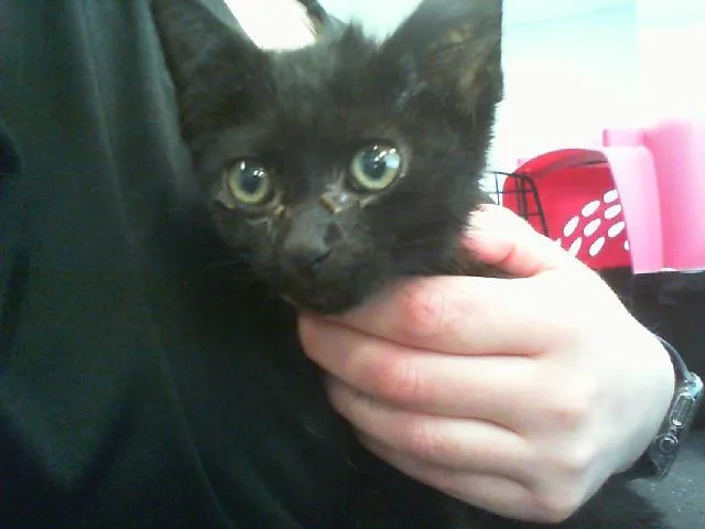 A baby small-sized male Domestic Short Hair cat named Toast for adoption in Charlotte, NC