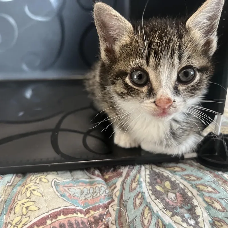 A young medium-sized female Brown / Chocolate Domestic Short Hair cat named Cannoli for adoption in Huntsville, AL