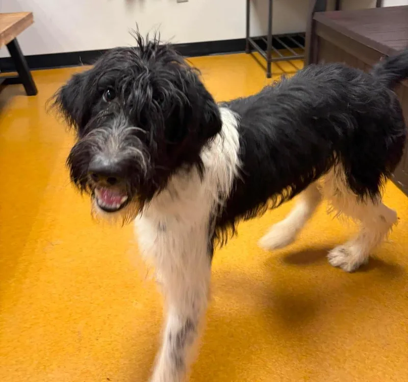 An adult medium-sized female Black Schnauzer dog named Isabella for adoption in Maryville, MO