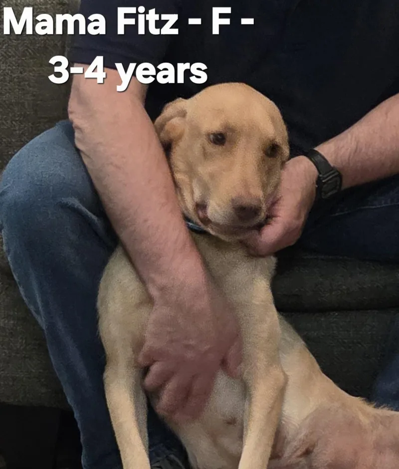 An adult medium-sized female Labrador Retriever dog named Mama Fitz for adoption in Calera, AL