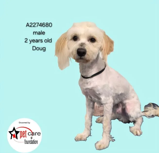 A young medium-sized male Mixed Breed dog named Doug for adoption in Los Angeles, CA