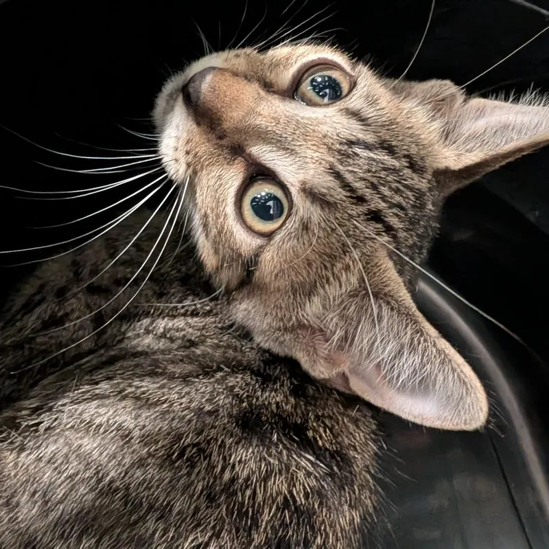 A baby small-sized male Brown / Chocolate Domestic Short Hair cat named Peach for adoption in League City, TX
