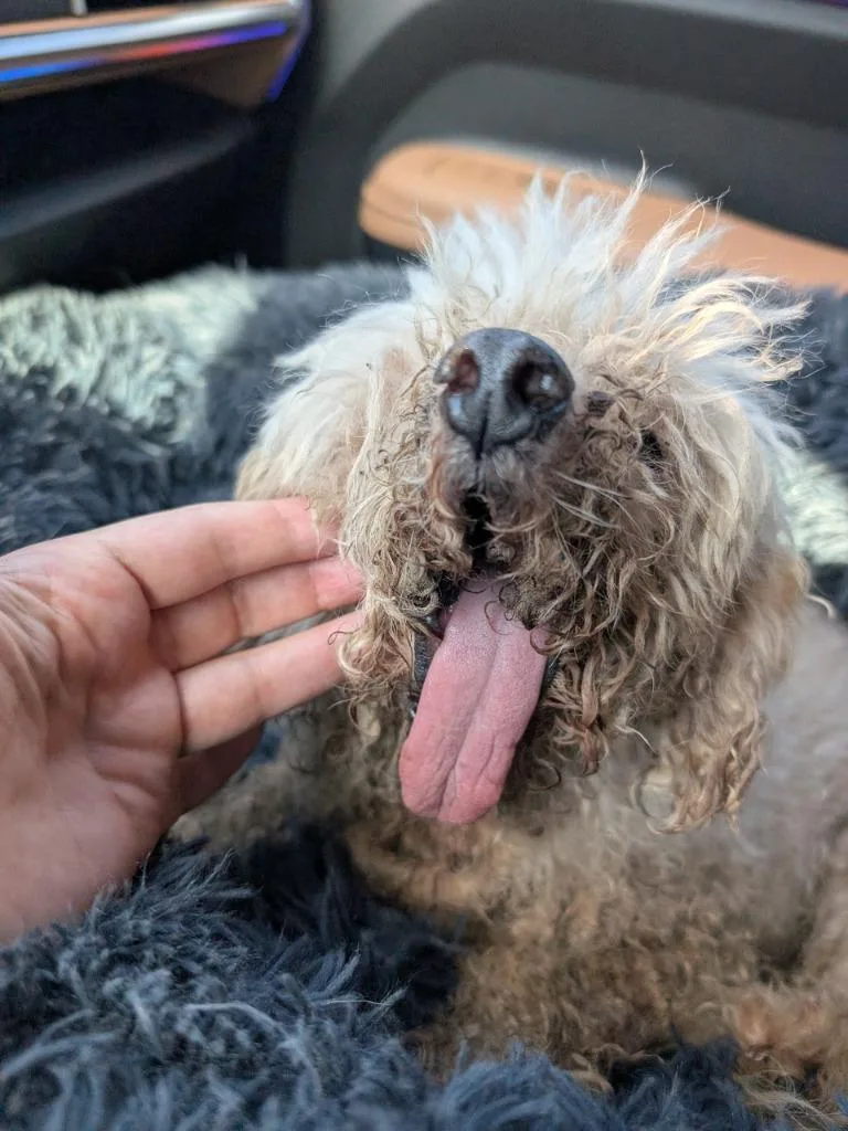 A senior small-sized male White / Cream Miniature Poodle dog named Gene Simmons NH for adoption in Bryan, TX