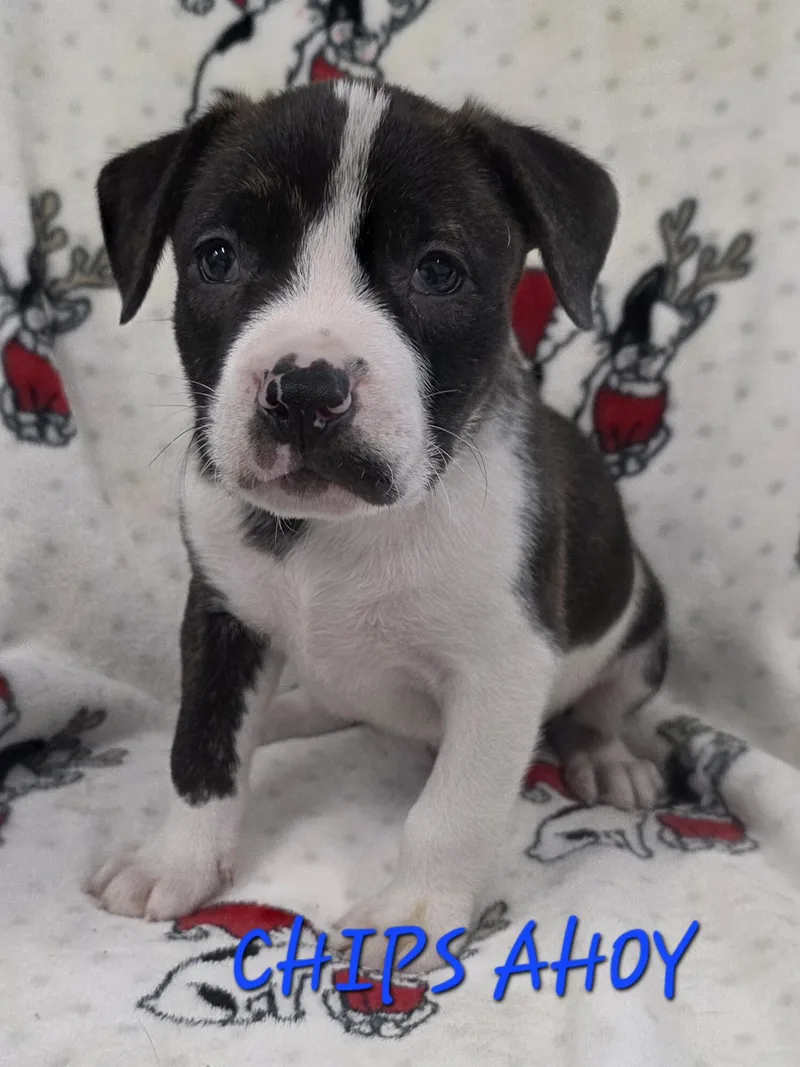 A baby medium-sized male Tricolor (Brown, Black, & White) Cattle Dog dog named Chips Ahoy for adoption in Momence, IL