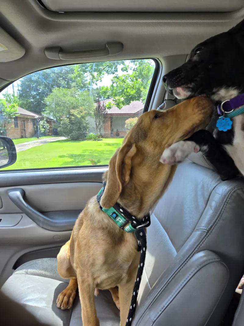 Harrison thumbnail 3