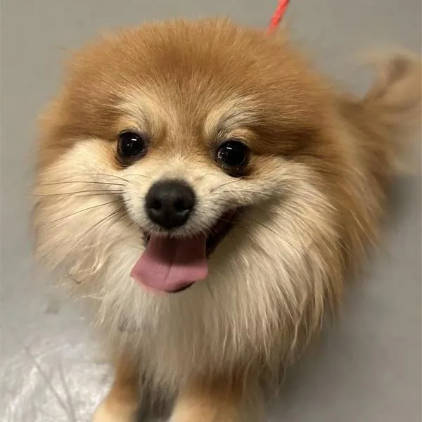An adult small-sized male Pomeranian dog named Chester for adoption in Tacoma, WA