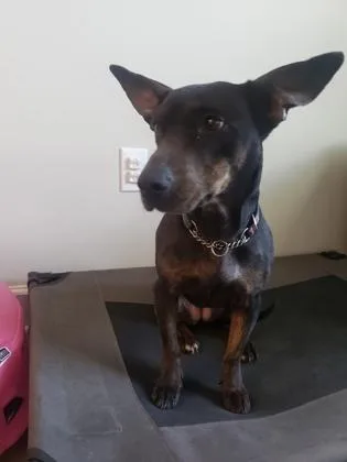A senior small-sized female Mixed Breed dog named Summer for adoption in Savannah, GA