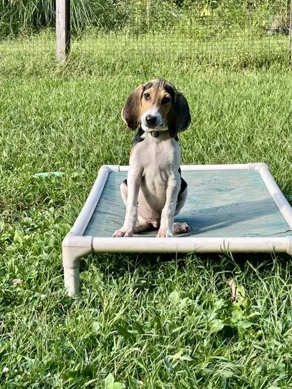 A baby large-sized male Treeing Walker Coonhound dog named Buck Owens for adoption in Marshall, NC