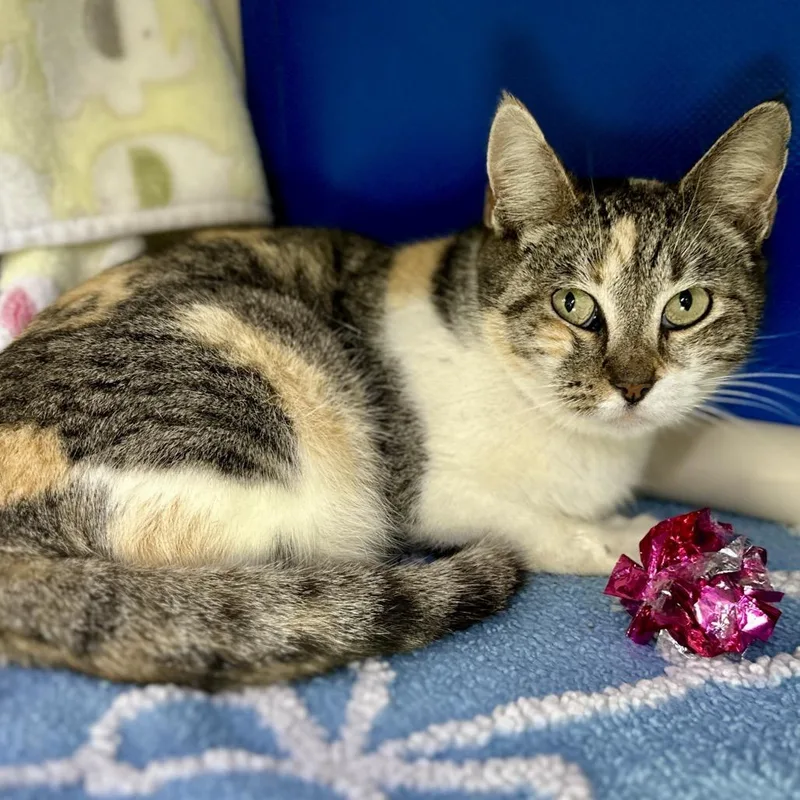 An adult medium-sized female Orange / Red Domestic Short Hair cat named Rosa Pastel for adoption in Austin, TX