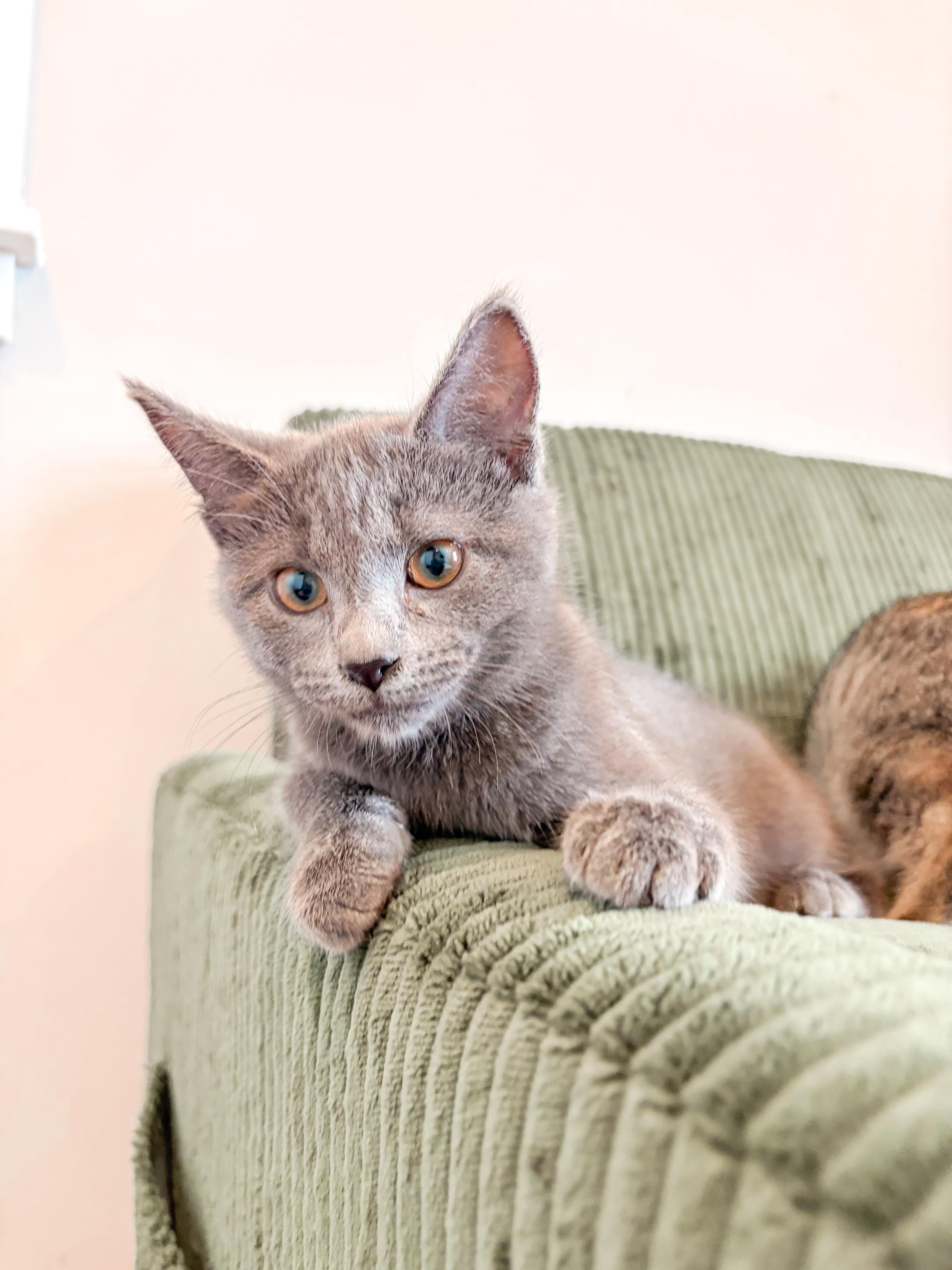 A baby medium-sized female Gray / Blue / Silver Domestic Short Hair cat named Allie Cat for adoption in Columbia, MD