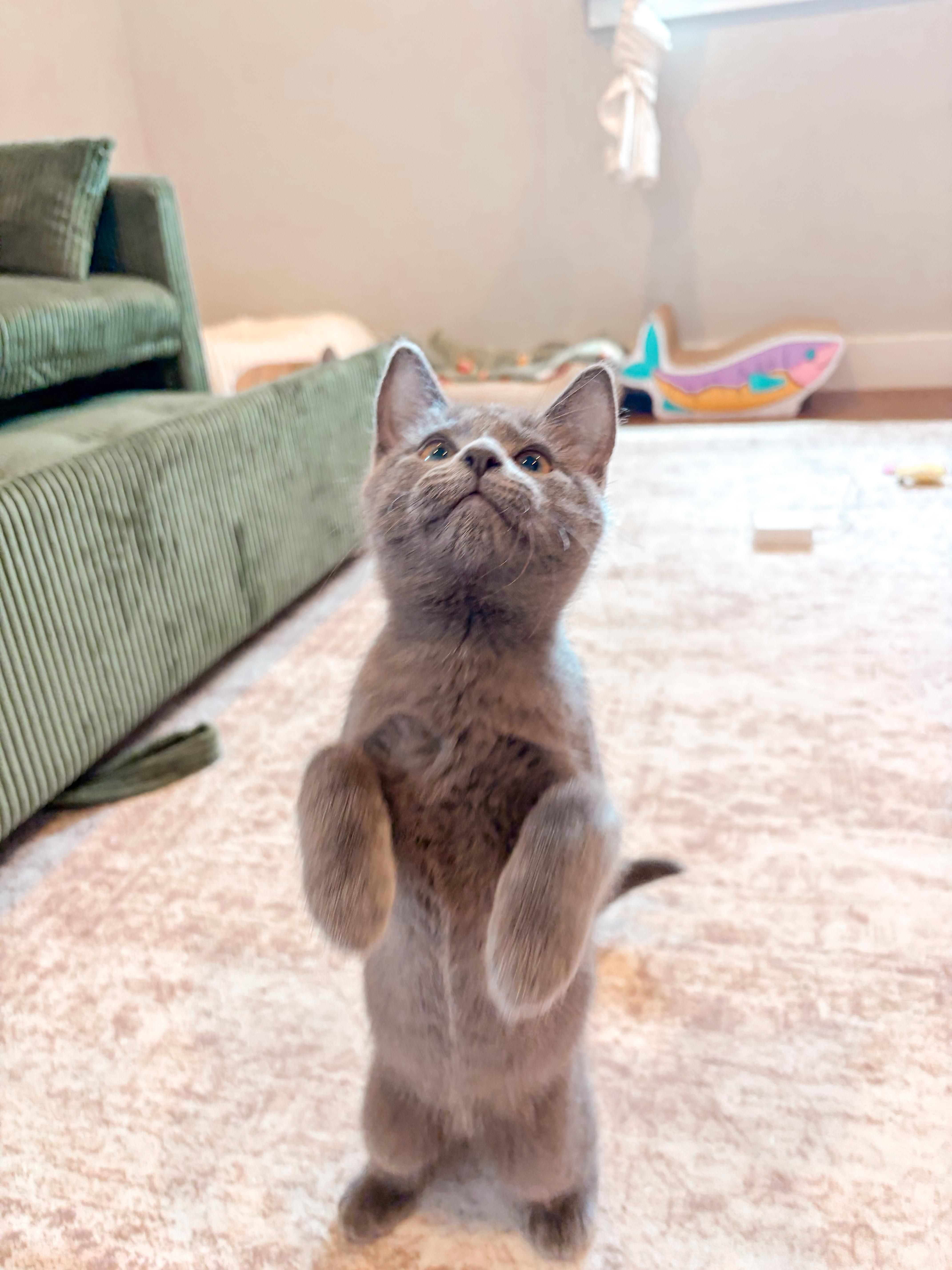 Allie Cat thumbnail 2