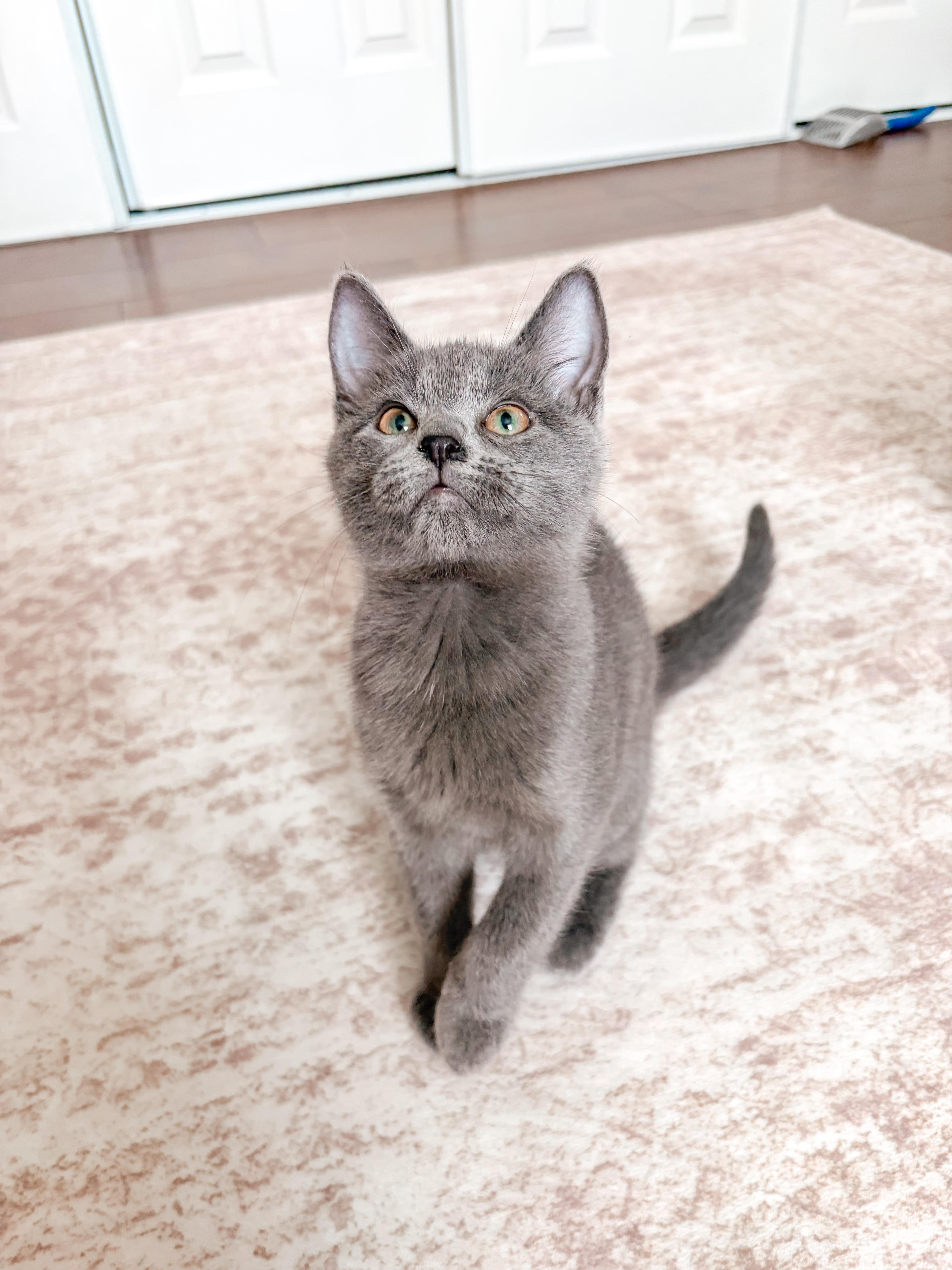 Allie Cat thumbnail 3