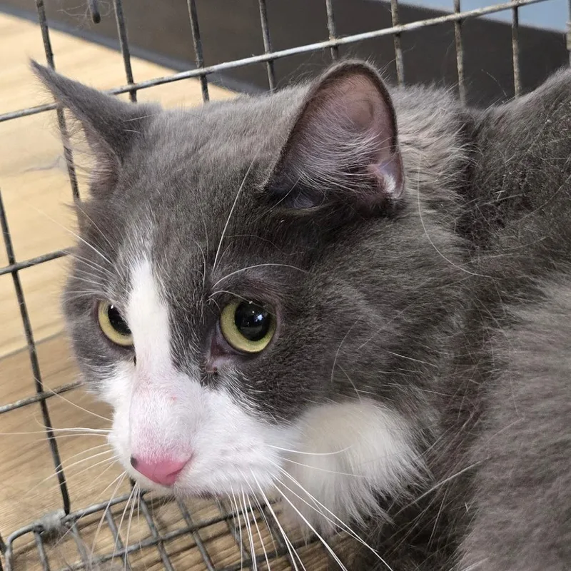 An adult medium-sized female Gray / Blue / Silver Domestic Short Hair cat named Fancy for adoption in Newark, NJ