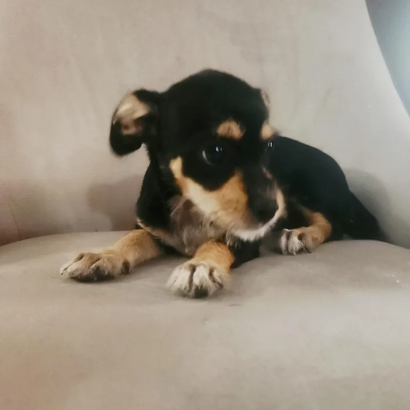 A baby small-sized female Dachshund dog named Dolly for adoption in Gainesville, VA