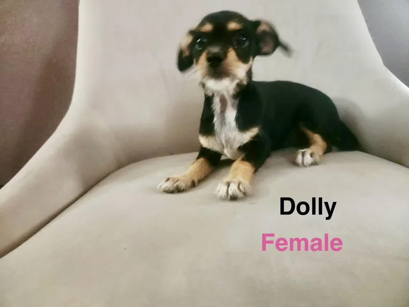 Dolly thumbnail 3
